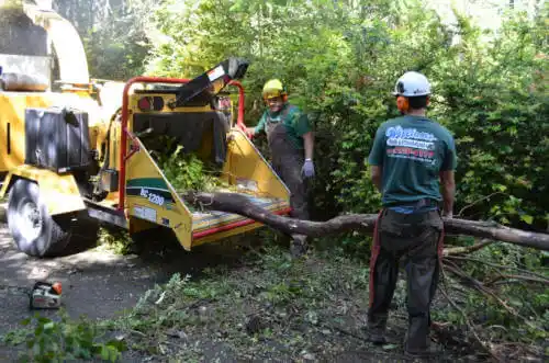 tree services Pembroke Pines